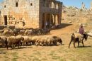 Herding sheep through one of Syria's "Dead Cities"